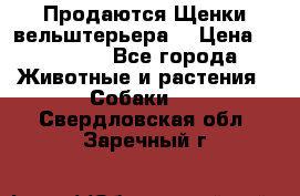 Продаются Щенки вельштерьера  › Цена ­ 27 000 - Все города Животные и растения » Собаки   . Свердловская обл.,Заречный г.